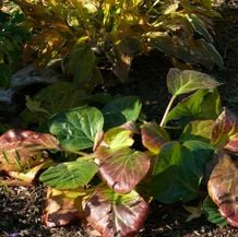 Impressionen zur besonderen Gartenreise OKTOBERLODERN im Herbst nach England: Bergenia pacumbis, ehem. Bergenia ciliata forma ligulata, hat seidig glänzende Häarchen auf den großen, sommergrünen Blättern. Sie verabschiedet sich mit feuriger Herbstfärbung.