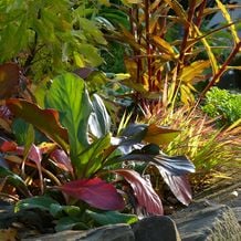 Impressionen zur besonderen Gartenreise OKTOBERLODERN nach England: Herbstfärbende Bergenie, Hakonechloa macra und spätblühende und färbende Roscoea purpurea Spice Island. Die Färbung der Strauchpfingstrose hinten links kommt erst noch.