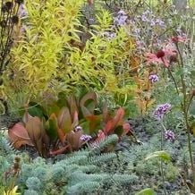 Impression zur besonderen Gartenreise OKTOBERLODERN nach England: Restblüten eines rosafarbenen Sonnenhutes vor herbstlich gelbem Amsonienlaub, davor Bergenia purpurascens Wintermärchen und Euphorbia myrsinitis.