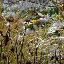 Impression der Schneeglöckchenreise Galanthour von Iris Ney - DIE Gartenreise in den Vor-Frühling nach England. Anemanthele lessoniana, das Fasanenschwanzgras wird wirkungsvoll vor Bergenienlaub angestrahlt.