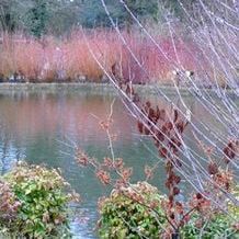 Impression der Schneeglöckchenreise Galanthour von Iris Ney - DIE Gartenreise in den Vor-Frühling nach England. Blick auf rindenfärbende Cornusse. Im Vordergrund rotblühende Hamamelis Sorten.
