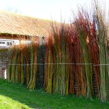 Impression der Schneeglöckchenreise Galanthour von Iris Ney - die Gartenreise in den Frühling nach England