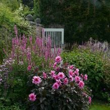 Cornwall hat auch im Sommer besonderen Charme. Geschickte Pflanzung in einem Cornischen Privatgarten.