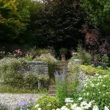 Cornwall hat auch im Sommer besonderen Charme. Geschickte Pflanzung in einem Cornischen Privatgarten mit purpurlaubigen Gehölzen und farbenfrohen Erigeron karavinskianus. Rosa 'Mutabilis' greift die Töne auf und verstärkt sie.