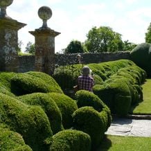 In Lytes Cary Manor dürfen Eibenhecken wolkengleich über große Flächen wabern. Die herrliche Wirkung erziehlt man nur, wenn regelmäßig geschnitten wird.