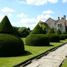 Riesige Eibenhäuschen führen zu Lytes Cary Manor (National Trust). Die aufgesetzten Kegel passen gut zu dem spitz zulaufenden Dach des Herrenhauses.