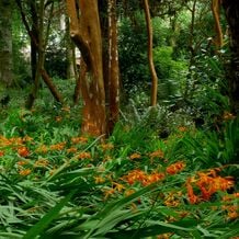 Trebah Garden in Cornwall lebt von üppigen Flächenpflanzungen und seinem Schluchtencharacter mit herrlichen Ausblicken. Hier blühende Crocosmien im Halbschatten unter den orangefarbenen Rinden von Stewartien.