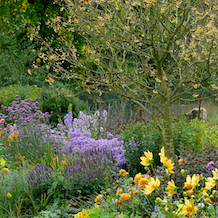 Impressionen zur besonderen Gartenreise OKTOBERLODERN nach England. Am unteren Gartenende befindet sich in Coton Manor eine gelbviolette Border. Im Herbst beeindruckt die dort integrierte Eberesche Sorbus Joseph Rock mit leuchtend hellgelben Früchten.