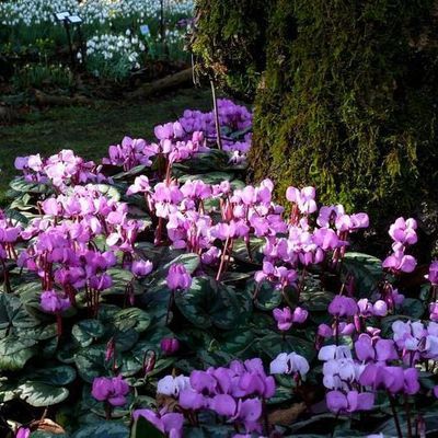 Impression der Schneeglöckchenreise Galanthour von Iris Ney - die Gartenreise in den Frühling nach England