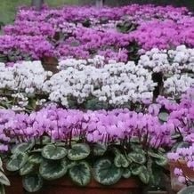 Impression der Schneeglöckchenreise Galanthour von Iris Ney - DIE Gartenreise in den Frühling nach England