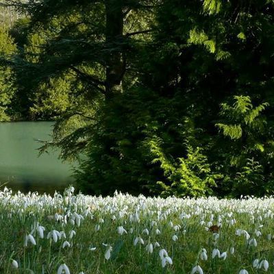 Impression der Schneeglöckchenreise Galanthour von Iris Ney - die Gartenreise in den Frühling nach England