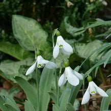 Impression der Schneeglöckchenreise Galanthour von Iris Ney - DIE Gartenreise in den Vor-Frühling nach England. Galanthus elwesii 'Mandarin' vor dem silbrigen Laub von Arum italicum 'Monksilver' in einem Sammlergarten.