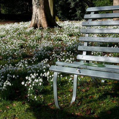 Impression der Schneeglöckchenreise Galanthour von Iris Ney - die Gartenreise in den Frühling nach England