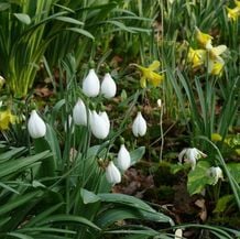 Impression der Schneeglöckchenreise Galanthour von Iris Ney - DIE Gartenreise in den Vor-Frühling nach England. Galanthus plicatus 'E.A. Bowles' mit anderen Frühlingsblühern in einem Sammlergarten.