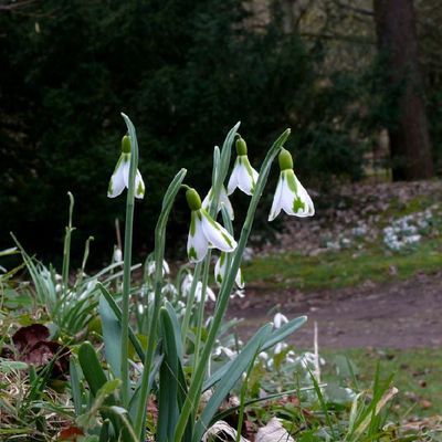 Impression der Schneeglöckchenreise Galanthour von Iris Ney - die Gartenreise in den Frühling nach England