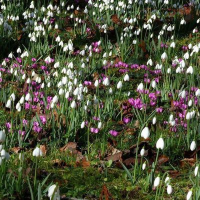 Impression der Schneeglöckchenreise Galanthour von Iris Ney - die Gartenreise in den Frühling nach England