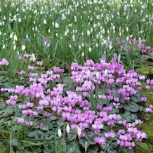 Impressionen zur Galanthour - DER Gartenreise in den Vor-Frühling nach England mit Iris Ney. Das Alpenveilchen Cyclamen coum blüht gemeinsam mit den Schneeglöckchen.