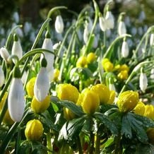 Impression der Schneeglöckchenreise Galanthour von Iris Ney - DIE Gartenreise in den Vor-Frühling nach England