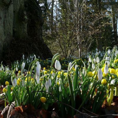 Impression der Schneeglöckchenreise Galanthour von Iris Ney - die Gartenreise in den Frühling nach England