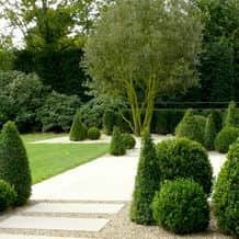 Diese Blickachse erhält ihren ruhigen, immergrünen Endpunkt durch Quercus ilex, die Steineiche. Zudem verdeckt die Baumkrone aus einer anderen Blickrichtung das Nachbarhaus.