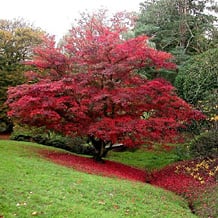 Wie ein blutroter Schatten ergießt sich das Herbstlaub von Acer palmatum den Hang hinab. Auch kleine Gärten können durch eine ansprechend angelegte, eher landschaftliche Topografie gewinnen.