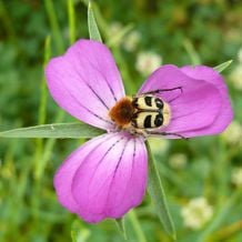 Zur Gartenerhaltung gehört im weiteren Sinne auch die Erhaltung des Lebensraumes für Insekten und andere Nützlinge.