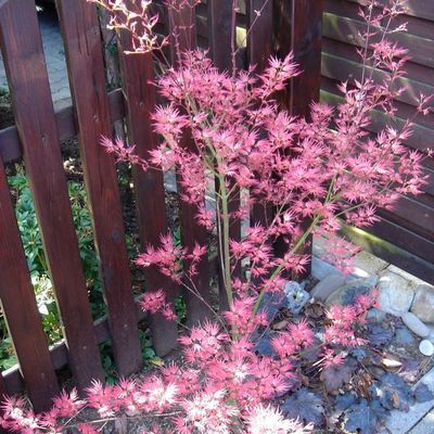 Etwa 5jährig präsentierte sich der kleine japanische Ahorn Acer palmatum Wilsons Pink Dwarf tänzerisch luftig und wie immer mit herrlich krabbenpinkem Austrieb.