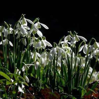 Impression der Schneeglöckchenreise Galanthour von Iris Ney - die Gartenreise in den Frühling nach England