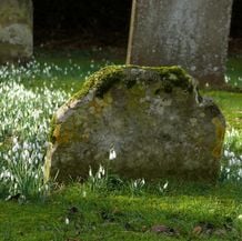 Impression der Schneeglöckchenreise Galanthour von Iris Ney - DIE Gartenreise in den Vor-Frühling nach England. Verwilderte Schneeglöckchen auf einem Englischen Friedhof.