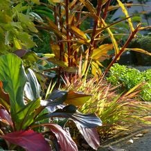 Ende Oktober ist ein Höhepunkt in meinem Staudengarten. Die tiefstehende Sonne läßt alles in herrlichen Farben erstrahlen. Daher findet 2016 meine erste herbstliche Gartenreise nach England unter dem Motto BLATTGOLD statt.