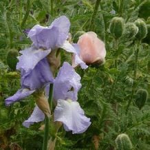 Impressionen von meiner Gartenreise INS BLAUE nach Schottland 2015.