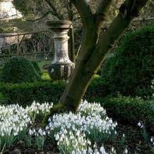 Impression der Schneeglöckchenreise Galanthour von Iris Ney - DIE Gartenreise in den Frühling nach England. Galanthus-Sammlung im formalen Knotengarten.