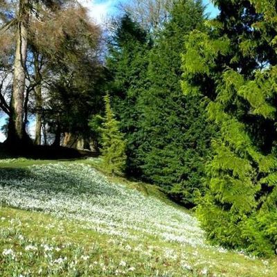 Impression der Schneeglöckchenreise Galanthour von Iris Ney - die Gartenreise in den Frühling nach England