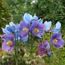 Impressionen von meiner Gartenreise INS BLAUE nach Schottland 2015.