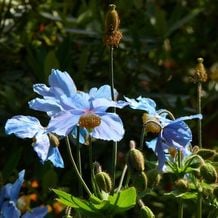 Impressionen von meiner Gartenreise INS BLAUE nach Schottland 2015.