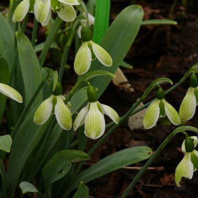 Impression der Schneeglöckchenreise Galanthour von Iris Ney - die Gartenreise in den Frühling nach England