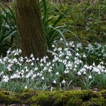 Impression der Schneeglöckchenreise Galanthour von Iris Ney - DIE Gartenreise in den Vor-Frühling nach England. Schneeglöckchensorten vor immergrüner Iris foetidissima.