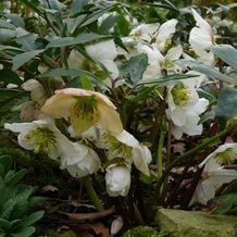 Impression der Schneeglöckchenreise Galanthour von Iris Ney - DIE Gartenreise in den Vor-Frühling nach England. Helleborus niger, die Christrose.