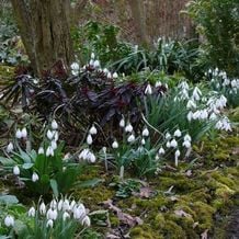 Impression der Schneeglöckchenreise Galanthour von Iris Ney - DIE Gartenreise in den Vor-Frühling nach England. Die immerpurpurne Euphorbia amygdaloides var. purpurea bietet einen kontrastreichen Hintergrund für die blühenden Schneeglöckchensorten. In der Ferne smaragdgrün leuchtendes Laub von Iris foetidissima.