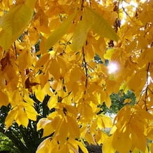 Impressionen von der besonderen Gartenreise Blattgold im Spät-Herbst nach England. Carya ovata, eine Schwester der Hickorynuss, leuchtet in The Place For Plants mit der Herbstsonne um die Wette.