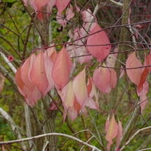 Impressionen von der besonderen Gartenreise Blattgold im Spät-Herbst nach England. Euonymus hamiltonianus singt im Gegensatz zu seinen eher knallig lauten Geschwistern pastellige, sanfte Töne. Hier in The Place for Plants.