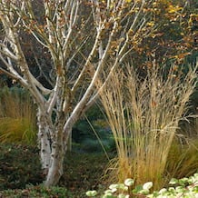 Impressionen von der besonderen Gartenreise Blattgold im Spät-Herbst nach England. Von der tiefstehenden Herbstsonne entzündet wird das blätternde Schauspiel der Birke von der luftigen Molinia aufgegriffen. Bressingham Gardens.