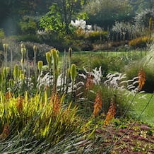 Impressionen von der besonderen Gartenreise Blattgold im Spät-Herbst nach England.Kniphofien fackeln sich der tiefstehenden Herbstsonne entgegen, spielerisch im Hintergrund Pennisetum orientale, üppig in der Ferne Pampasgras in Bressingham Gardens.