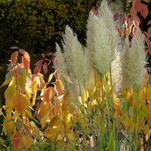Impressionen zur besonderen Gartenreise OKTOBERLODERN im Herbst nach England. Viele der rindenfärbenden Hartriegel sind auch herrliche Herbstfärber. Diese lodernde Gartensituation mit fedrigem Pampasgras stammt aus Bressingham Gardens.