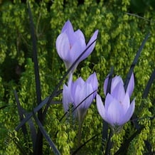 Impressionen von der besonderen Gartenreise Blattgold im Spät-Herbst nach England. Diese Kombination hat nichts mit langweiligen Heidegärten zu tun: herbstblühender Crocus speciosus mit Strähnen von schwarzem Schlangenbart verzieren verblühte Heide.