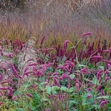 Impressionen von der besonderen Gartenreise Blattgold im Spät-Herbst nach England. Der Sussex Prairie Gardens von Paul und Pauline MacBride bietet gerade im Spätherbst herrlich farbenfrohe Anblicke. Hier tanzende Knöteriche vor Gräserwogen.