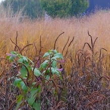 Impressionen von der besonderen Gartenreise Blattgold im Spät-Herbst nach England. Auch im November noch bewegte Gärten: wogende, herbstfärbende Gräser, tanzende Knöteriche 