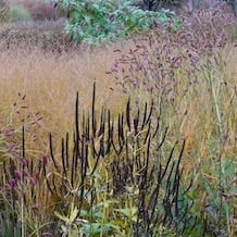 Impressionen von der besonderen Gartenreise Blattgold im Spät-Herbst nach England. Auch im November noch bewegte Gärten: wogende, herbstfärbende Gräser, tanzende Knöteriche und borstige Strukturen in Sussex Pairie Gardens.