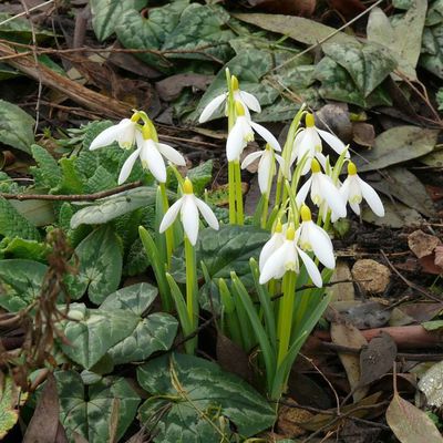 Impression der Schneeglöckchenreise Galanthour von Iris Ney - die Gartenreise in den Frühling nach England