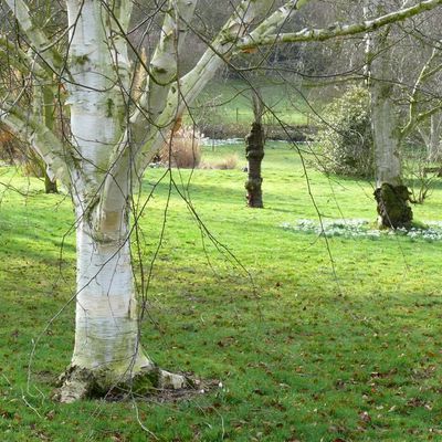 Impression der Schneeglöckchenreise Galanthour von Iris Ney - die Gartenreise in den Frühling nach England